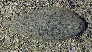 Image result for Solea solea