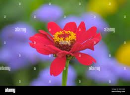 Image result for Zinnia violacea
