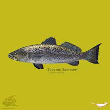 Image result for Cynoscion nebulosus