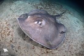 Image result for Megatrygon microps