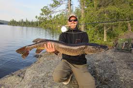 Image result for Esox lucius