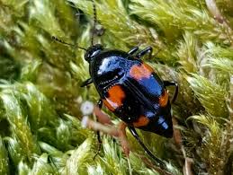 Attēlu rezultāti vaicājumam “Scaphidium quadrimaculatum”