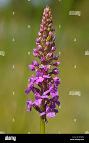 Attēlu rezultāti vaicājumam “Gymnadenia conopsea flower”