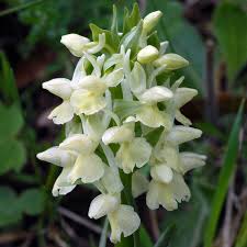 Attēlu rezultāti vaicājumam “Dactylorhiza russowii flower”