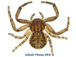 Attēlu rezultāti vaicājumam “Thomisidae”