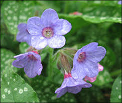 Image result for Pulmonaria officinalis