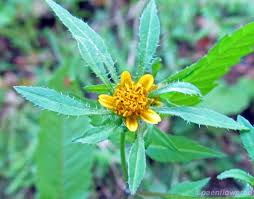 Attēlu rezultāti vaicājumam “Bidens frondosa fruit”