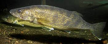 Image result for Sander canadensis