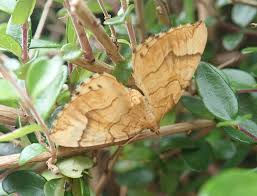 Attēlu rezultāti vaicājumam “Eulithis mellinata”