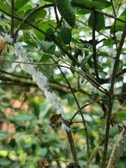 Attēlu rezultāti vaicājumam “Prociphilus xylostei”