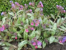 Attēlu rezultāti vaicājumam “Pulmonaria saccharata”