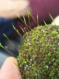 Attēlu rezultāti vaicājumam “Aloina rigida sporophyte”