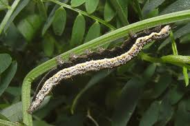 Attēlu rezultāti vaicājumam “Lygephila pastinum”