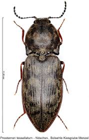 Attēlu rezultāti vaicājumam “Prosternon tessellatum”