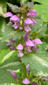 Attēlu rezultāti vaicājumam “Lamium maculatum flower”