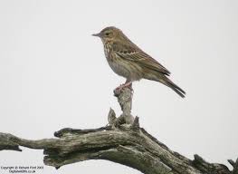 Attēlu rezultāti vaicājumam “Anthus trivialis”
