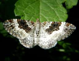 Attēlu rezultāti vaicājumam “Epirrhoe”