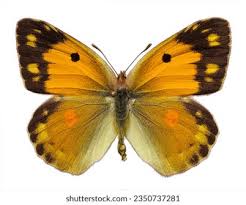 Attēlu rezultāti vaicājumam “Colias croceus underside”