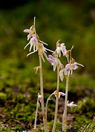 Attēlu rezultāti vaicājumam “Epipogium aphyllum”