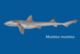 Image result for Mustelus mustelus
