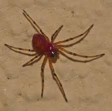 Attēlu rezultāti vaicājumam “Linyphiidae”