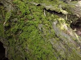 Attēlu rezultāti vaicājumam “Syntrichia latifolia”