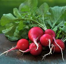 Attēlu rezultāti vaicājumam “Raphanus sativus”