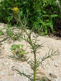 Attēlu rezultāti vaicājumam “Sisymbrium altissimum”