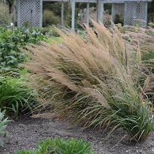 Attēlu rezultāti vaicājumam “Calamagrostis canescens”