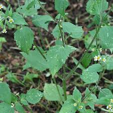 Attēlu rezultāti vaicājumam “Galinsoga quadriradiata flower”