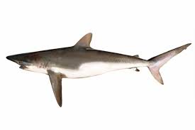 Image result for Carcharhinus falciformis