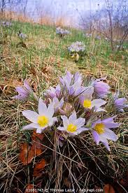 Attēlu rezultāti vaicājumam “Pulsatilla patens flower”