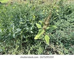 Attēlu rezultāti vaicājumam “Amaranthus retroflexus flower”