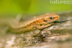 Attēlu rezultāti vaicājumam “Lacerta vivipara”