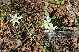 Attēlu rezultāti vaicājumam “Ornithogalum umbellatum flower”