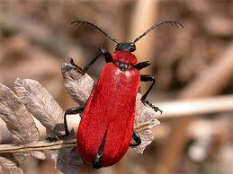 Attēlu rezultāti vaicājumam “Pyrochroidae imago”