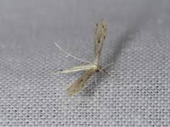 Attēlu rezultāti vaicājumam “Adaina microdactyla”