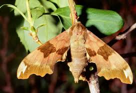 Attēlu rezultāti vaicājumam “Mimas tiliae”