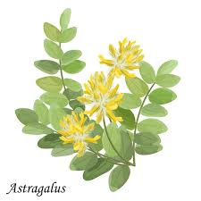 Attēlu rezultāti vaicājumam “Astragalus danicus leaf”