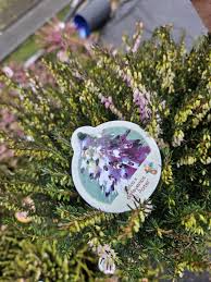 Attēlu rezultāti vaicājumam “Erica x darleyensis flower”