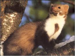 Attēlu rezultāti vaicājumam “Martes foina”