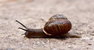 Attēlu rezultāti vaicājumam “Arianta arbustorum”