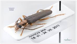 Attēlu rezultāti vaicājumam “Anogcodes melanurus”