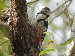 Attēlu rezultāti vaicājumam “Dendrocopos leucotos male”