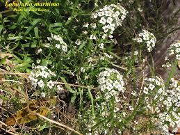 Attēlu rezultāti vaicājumam “Lobularia maritima”