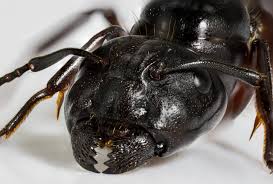 Attēlu rezultāti vaicājumam “Camponotus herculeanus”