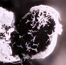 Attēlu rezultāti vaicājumam “Badhamia dubia spores”