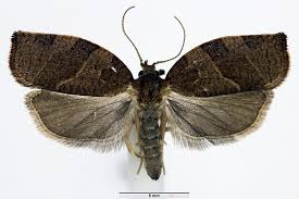 Attēlu rezultāti vaicājumam “Pandemis”