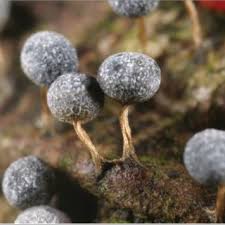 Attēlu rezultāti vaicājumam “Badhamia dubia spores”