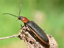 Attēlu rezultāti vaicājumam “Denticollis linearis”